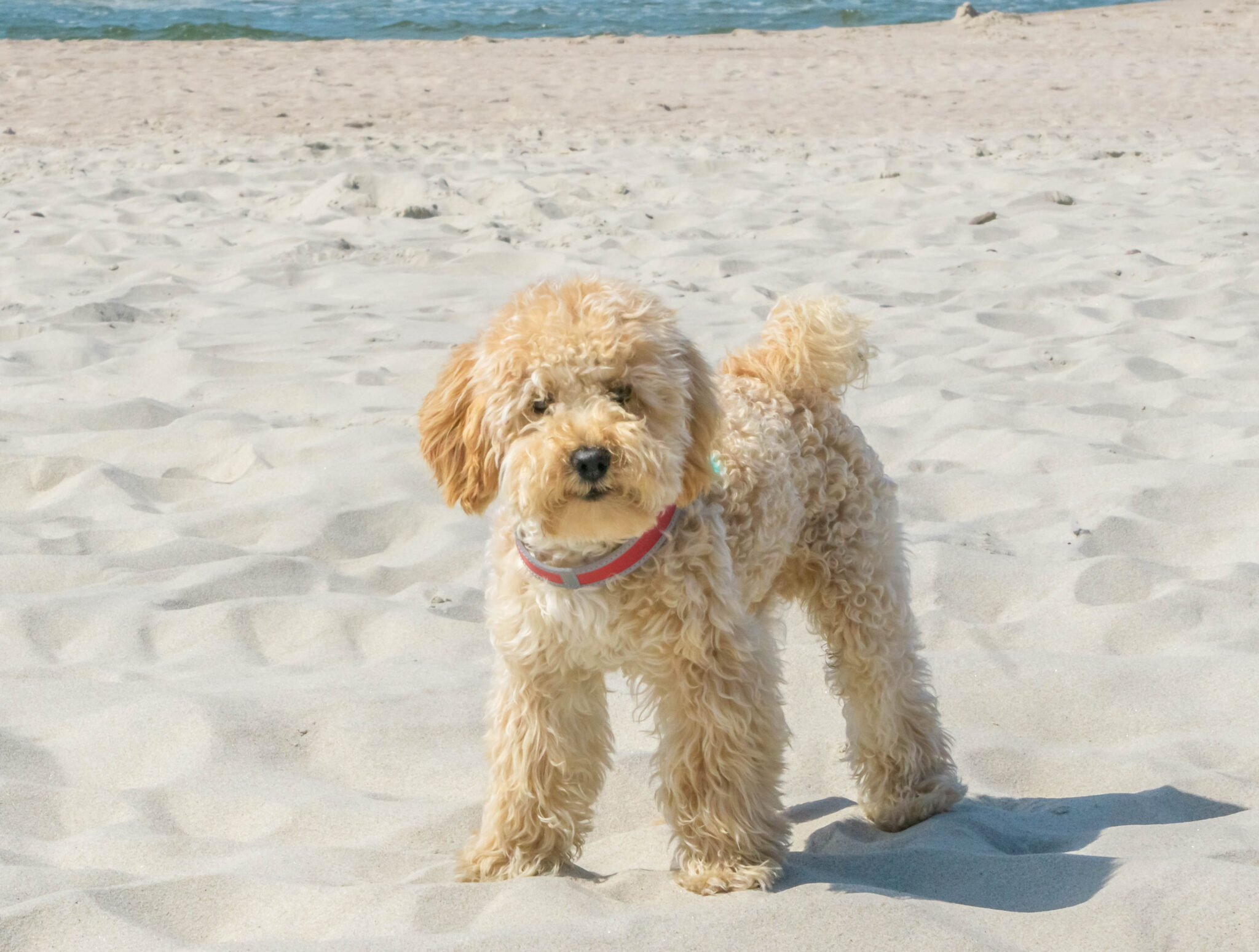 F1B Goldendoodle Puppies for Sale in California