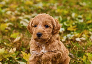goldendoodle puppy in leaves outside