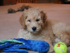 small goldendoodle puppy inside