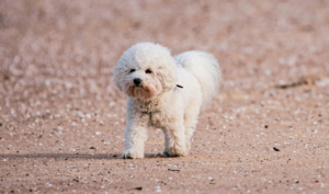 white teacup poodle walking outside