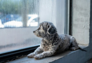 teacup poodle puppy staring out window