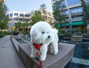 teacup poodle bichon mix in a city