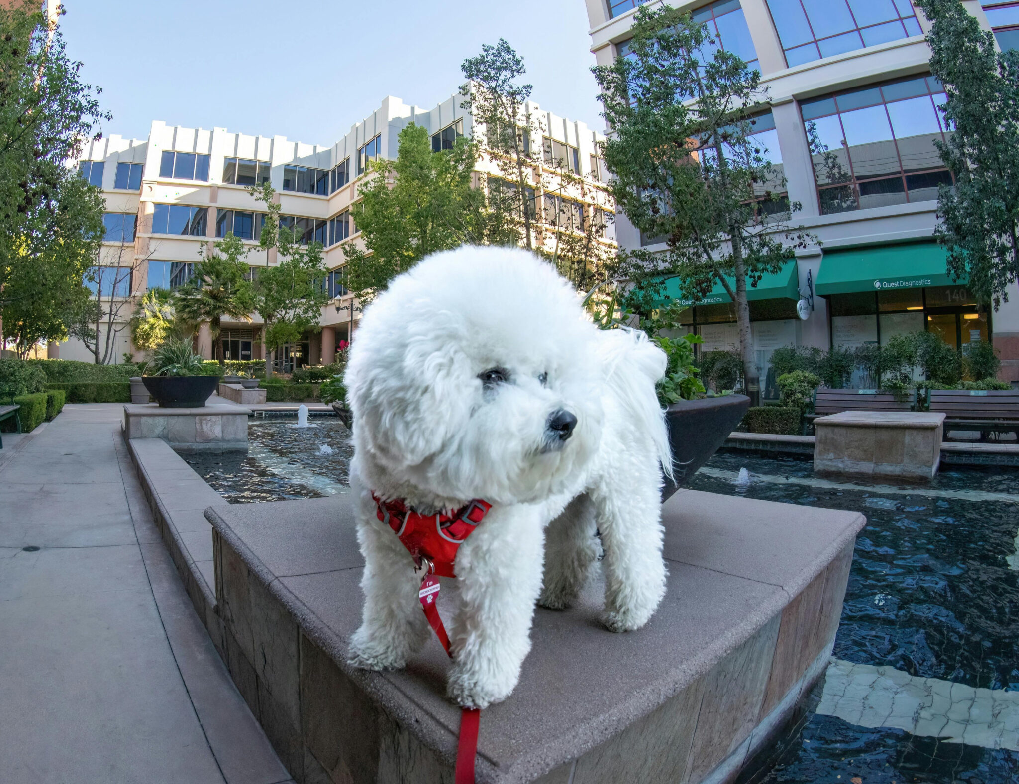 Teacup Poodle Puppies for Sale in New York