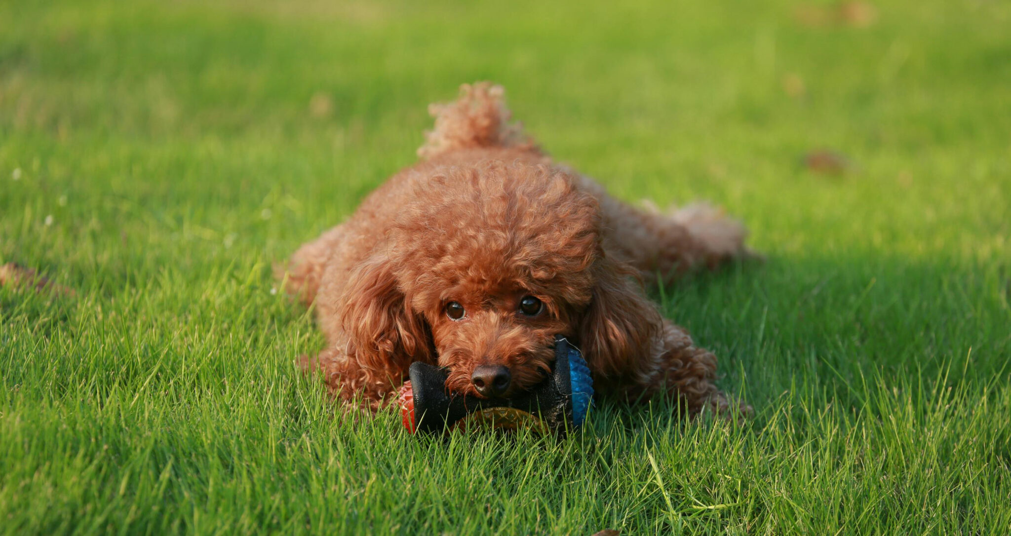 Teacup Poodle Puppies for Sale in Texas