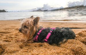 teacup yorkie on California beach pink harness