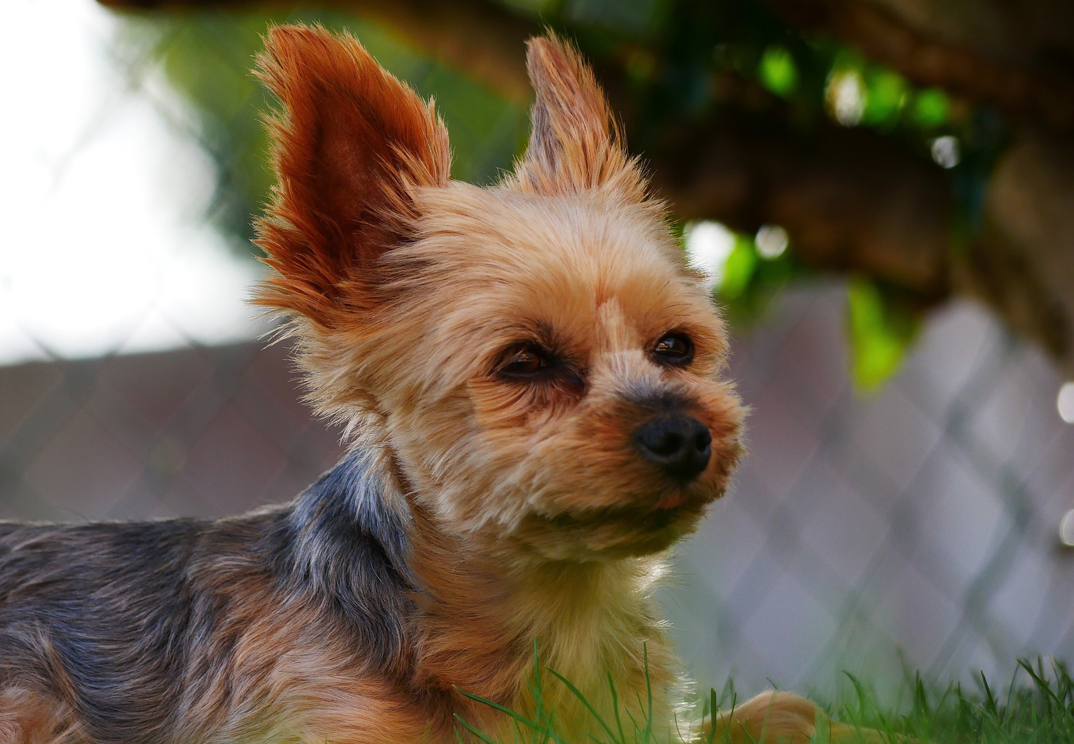 Teacup Yorkie Puppies for Sale in Florida