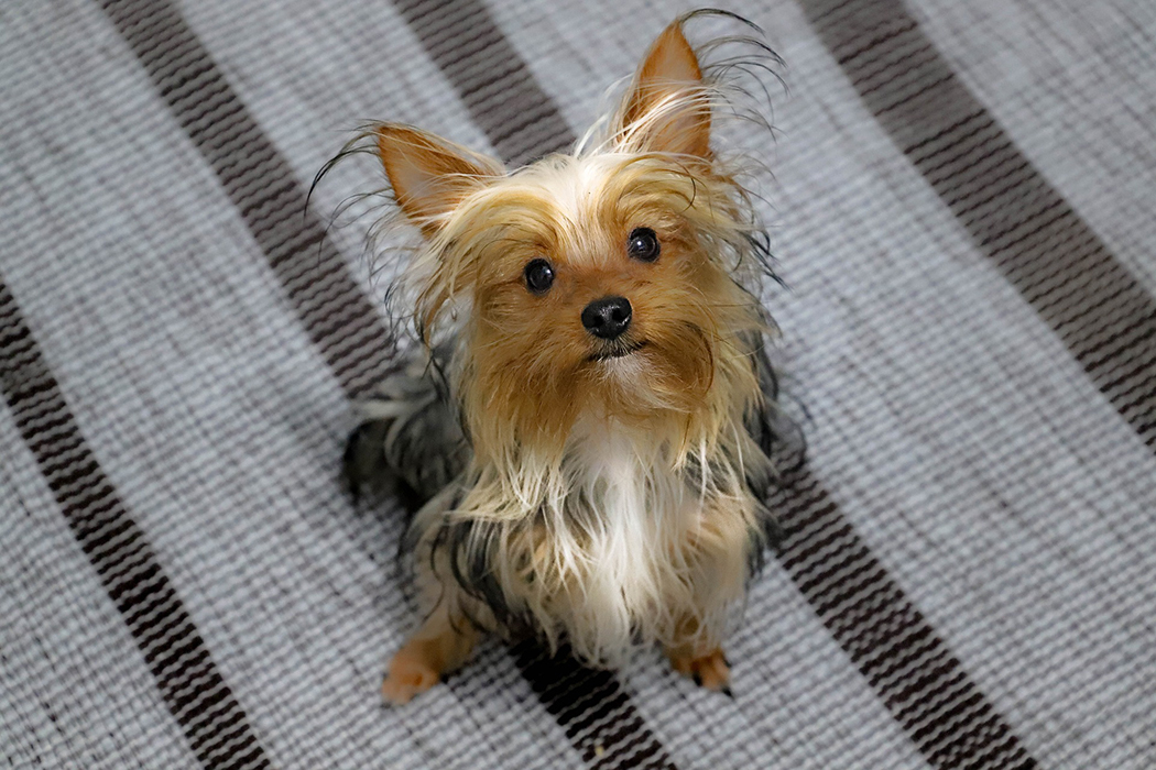Teacup Yorkie Puppies for Sale
