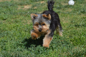teacup yorkie puppy running in grass outside