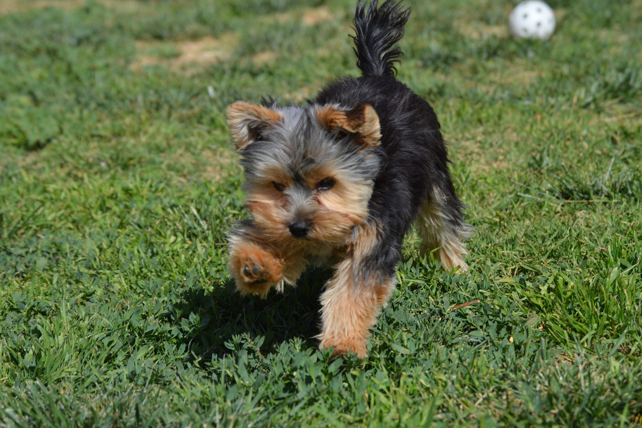 Teacup Yorkie Puppies for Sale in Pennsylvania