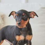 Doberman Puppies for Sale