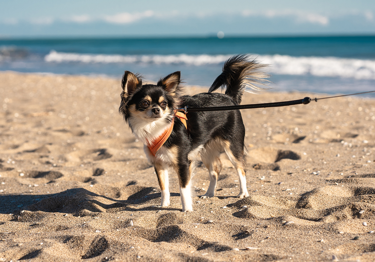 Long Haired Chihuahua Puppies for Sale in California