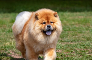 chow chow running in grass and sun
