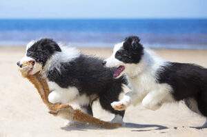 two border collie puppies running on California beach