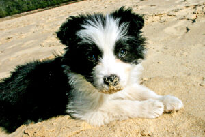 border collie puppy on Florida beach