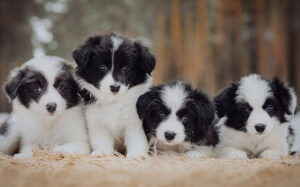 border collie puppies sitting together