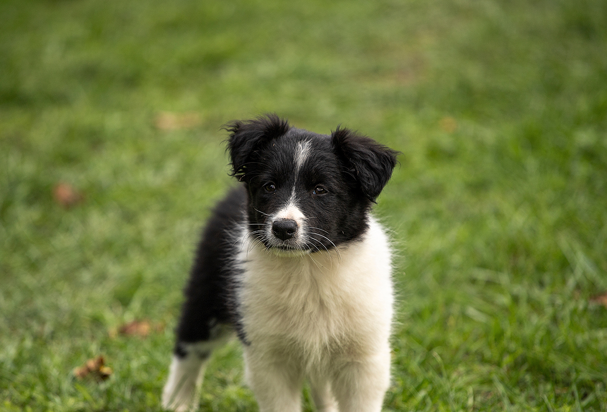 Border Collie Puppies for Sale