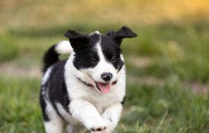 border collie puppy running outside