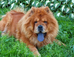 happy chow chow in grass with tongue out