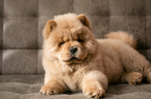 chow chow puppy lying on sofa