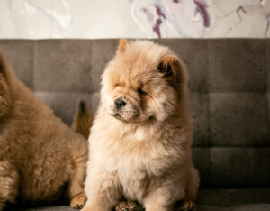 sleepy chow chow puppy sitting inside