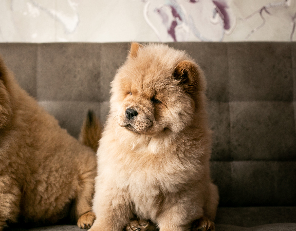Chow Chow Puppies for Sale in Pennsylvania