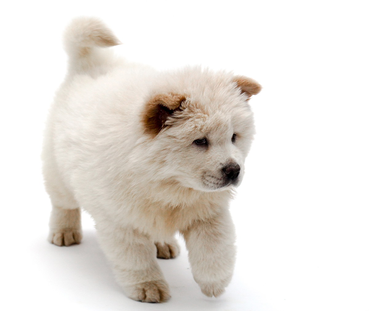 Chow Chow Puppies for Sale