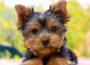 Yorkshire puppy close up portrait