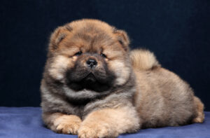 small brown and tan chow chow puppy sitting