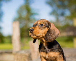 dachshund puppy outside in California