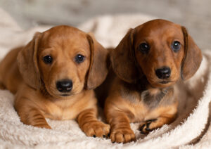 two brown dachshund puppies in a bed