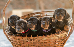 basket full of dachshund puppies for sale in Texas