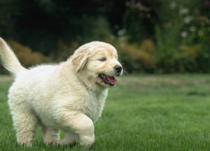 golden retriever puppy running in grass