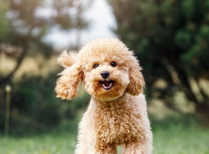 teacup poodle puppy running outside