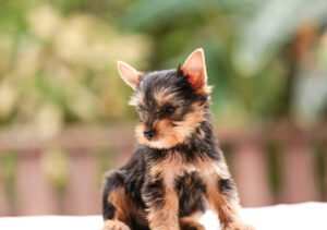teacup yorkie standing outside on table