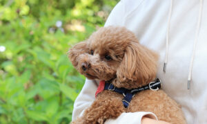 owner holding teacup poodle outdoorsa