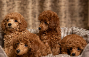 teacup poodle puppies on dog bed