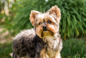 teacup yorkie puppy standing in grass
