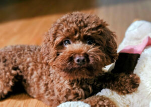brown teacup poodle indoors with toy