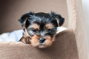 teacup yorkie puppy in basket
