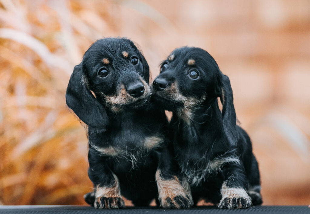 Dachshund Puppies for Sale