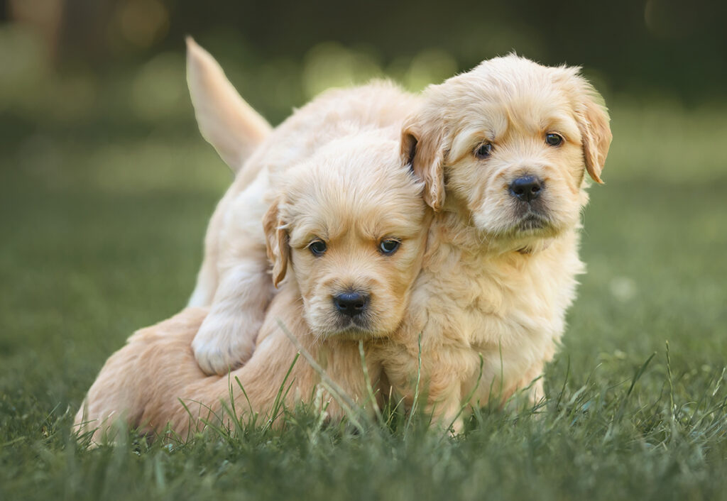 Golden Retriever Puppies for Sale
