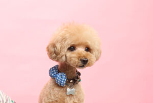 teacup poodle puppy on pink background