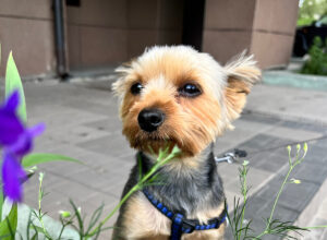 groomed teacup yorkie sitting outside in city