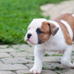 American Bulldog Puppies for Sale