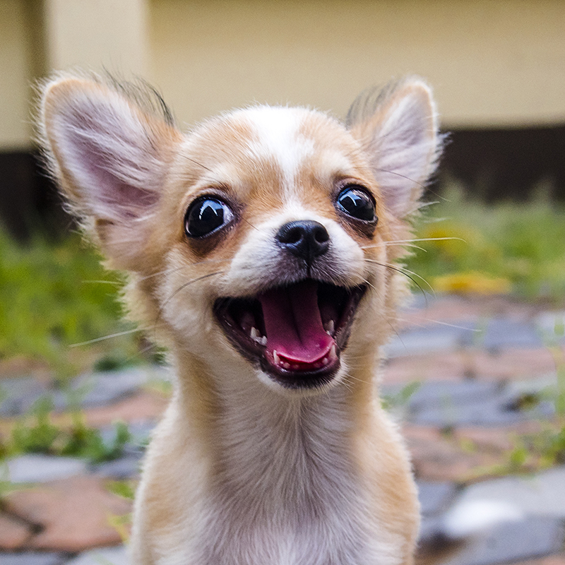 Long haired chihuahua puppies for sale near me