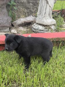 Zorro