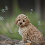 Havapoo Puppies for Sale