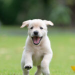 Labrador Retriever Puppies for Sale