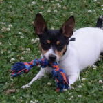 Rat Terrier Puppies for Sale