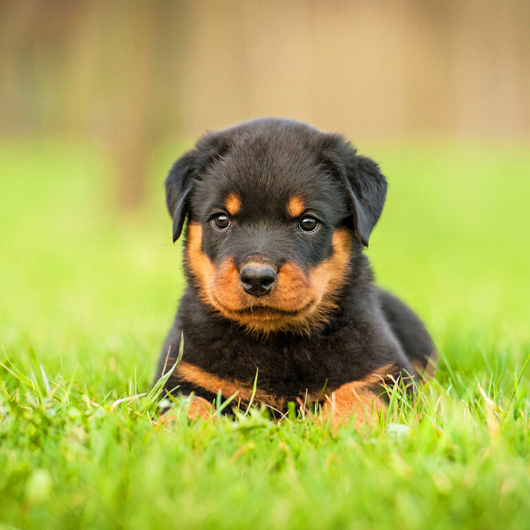 Alabai Puppies for Sale - Puppies For Sale - Dog Academy